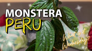 MONSTERA PERU CARE  Houseplant Tips  How to PLANT Propagation [upl. by Eanyl]