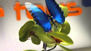 Moving Butterfly  Blue Morpho [upl. by Ashlie956]