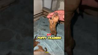 Puppy k9 training 🔥 dog germanshepherd pitbull k9puppy dogtraining [upl. by Adnilab]