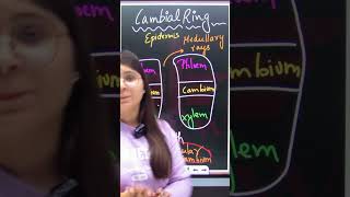 Cambial Ring  Biology  anatomy class11 cbseboardexam2023 neet2023 cuet2023 [upl. by Gautious71]