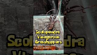 Scolopendra Vinegaroon and Grasshoppers [upl. by Kamila]