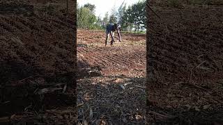 A GENIUS WAY OF MAKING FURROWS seedbed farming [upl. by Iak202]