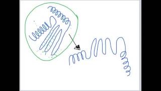 Domains Motifs and Turns Lecture 3 [upl. by Lathrope651]