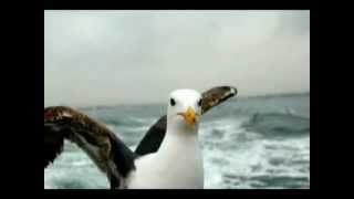 Seagulls and Guillemots Working Together to Fish  BBC Earth [upl. by Hurwitz]