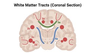 Association FibersWhite Matter of CerebrumMade Easy [upl. by Rome51]