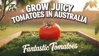 My Secrets to Growing Fantastic Tomatoes in Australia  Part 1 [upl. by Eivad]