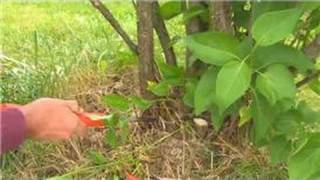 Gardening  How to Prune Lilacs [upl. by Anilrahc]