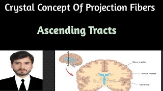 Projection fibers Part 2 Ascending tractssensory nerves with clinical correlations [upl. by Leinadnhoj]