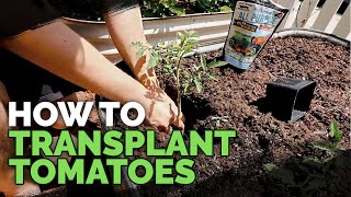 Transplanting Tomatoes 101 Simple amp Fast Method [upl. by Okin]