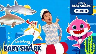 🦈How Many Baby Shark Doo Doos Can You Find  Compilation  Shark Month  Baby Shark Official [upl. by Leuqim]