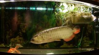 Arowana eating large goldfish Graphic Content [upl. by Klingel]