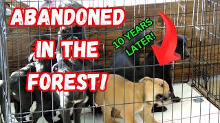 I Raised an Abandoned PUPPY for 10 Years and Heres What Happened [upl. by Winonah]