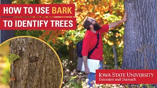 How to Use Bark to Identify Trees [upl. by Atsev]