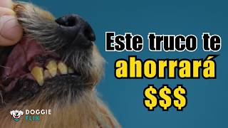 como eliminar el sarro de los dientes del perro [upl. by Laband]