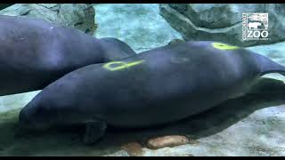 3 Young Manatees Arrive for Rehab at Manatee Springs  Cincinnati Zoo [upl. by Heymann]