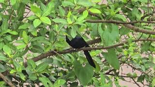 Hungry Asian Koel resting at noon on favourite Ficus racemosa fruitless tree [upl. by Ikin]