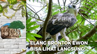 ELANG BRONTOK Ewon Beruntung Bisa Melihat Dari Dekat  JEJAK RIMBA 12 [upl. by Sherrie]