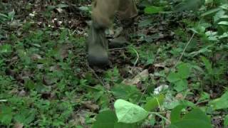 Segment 3 of 9 Monitoring Tigers  Line Transect PART 1 [upl. by Carmon]