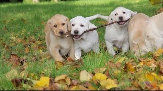 Cuccioli Labrador nati il 15082015 [upl. by Sirromed]