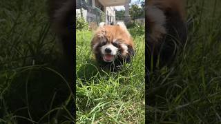 Cute red panda cub 🥰 🥰 🥰 redpanda cute cuteanimal [upl. by Haldi]