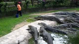 Crocodile Feeding at Langkawi Crocodile Farm [upl. by Wilkins70]