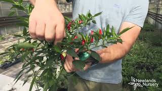 EP130  How to cut back your Chilli plants for the winter 5minutefriday [upl. by Weisburgh702]