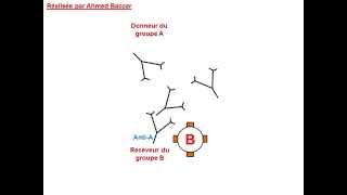 Mécanisme de lhémagglutination [upl. by Guenzi]