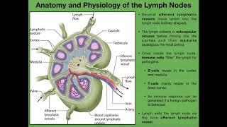 Anatomy amp Physiology of Lymph Nodes [upl. by Nyliac]