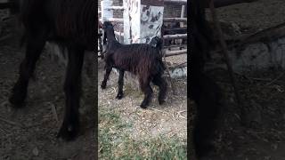 Pregnant Goat Available for Sale goat short goatdelivery [upl. by Chaffin]