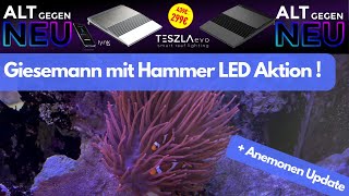 AnemonenUpdate Giesemann mit Hammer LED EintauschAktion [upl. by Eilesor651]