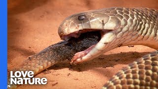 The King Cobra  Snakes SOS Goa’s Wildest  NatGeoAdventure [upl. by Tol453]