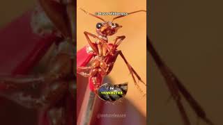 BULLDOG ANTBULL ANTJUMPER ANT ants antattack watchout [upl. by Eanom]