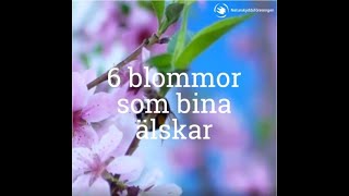 PLANTERA BIVÄNLIGA BLOMMOR 🌼🐝💮 [upl. by Pinebrook]