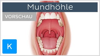 Überblick über die Mundhöhle Vorschau  Anatomie des Menschen  Kenhub [upl. by Levinson]