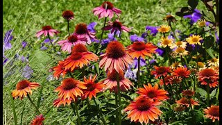 33 Coneflower Varieties  Growing Coneflower From Seed [upl. by Bradney]