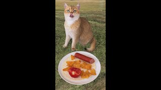 🚗🍕 My Cat Turns Little Car Food I gave Into a Delicious Pizza for Me 😻🍽️ cat pizza catlover [upl. by Aleacin]