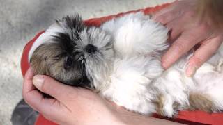 Iago chiot shihtzu de 2 mois en plein effort [upl. by Glynda]