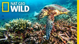 A Sea Turtles Journey to a Nesting Ground  Nat Geo Wild [upl. by Dippold]