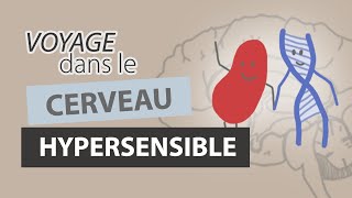 Comment fonctionne le CERVEAU dun HYPERSENSIBLE [upl. by Adey]