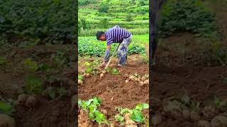 Harvest Pachyrhizus erosus farmingsatisfyingenjoyruralliferurallifeagriculturenaturerurallife [upl. by Airet384]