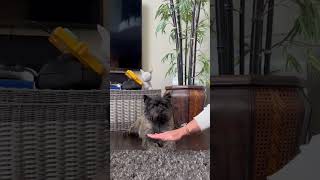 Cairn terriers try pawchallenge [upl. by Adnalram373]