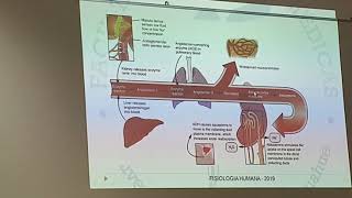 Regulación de osmolaridad y volumen del LEC parte 3 [upl. by Rauch]