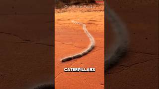 This Caterpillar Train Is SO DANGEROUS 😨 viral [upl. by Xerxes]