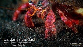 Walking hermit crab  Underwater Canaries [upl. by Hammer481]