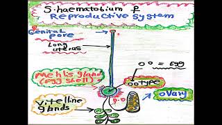 Schistosoma haematobium Adult Female [upl. by Nwavahs]