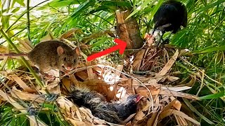 Greater coucal Birds bring mouse tails for babies to eatEp11 [upl. by Alra]