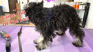 SEVERELY Matted Schnauzer Puppy [upl. by Celia]