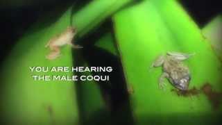 Report coqui frogs to Maui Invasive Species Committee [upl. by Zelazny898]