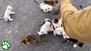 Man is ambushed by 13 homeless kittens [upl. by Auhoj]