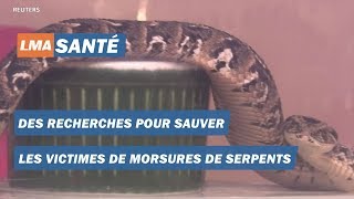 Kenya  Des recherches pour sauver les victimes de morsures de serpents [upl. by Brandyn]